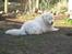 Maremma Pastore Maremmano Abruzzese, hvalpe, 8 uger , salgklar 28.06.2017