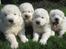 Maremma Pastore Maremmano Abruzzese, hvalpe, 8 uger , salgklar 28.06.2017