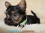 Australian silky terrier Hvalpe