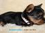 Australian silky terrier Hvalpe