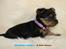 Australian silky terrier Hvalpe