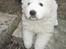 Maremma Pastore Maremmano Abruzzese, hvalpe, 8 uger , salgklar 28.06.2017