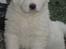 Maremma Pastore Maremmano Abruzzese, hvalpe, 8 uger , salgklar 28.06.2017