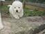 Maremma Pastore Maremmano Abruzzese, hvalpe, 8 uger , salgklar 28.06.2017