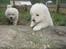 Maremma Pastore Maremmano Abruzzese, hvalpe, 8 uger , salgklar 28.06.2017