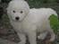 Maremma Pastore Maremmano Abruzzese, hvalpe, 8 uger , salgklar 28.06.2017