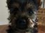 Australian silky terrier Hvalpe