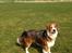 Blanding af racer Aussie / springer
