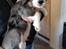 Blanding af racer Aussie / springer