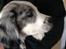 Blanding af racer Aussie / springer