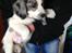Blanding af racer Aussie / springer