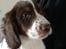 Blanding af racer Aussie / springer