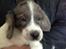 Blanding af racer Aussie / springer