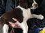 Blanding af racer Aussie / springer