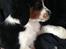 Blanding af racer Aussie / springer