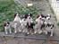 Blanding af racer Aussie / springer