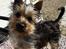 Australian silky terrier Hvalpe
