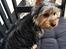 Australian silky terrier Hvalpe