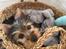 Australian silky terrier Hvalpe