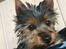 Australian silky terrier Hvalpe