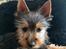 Australian silky terrier Hvalpe