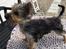 Australian silky terrier Hvalpe