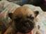 Blanding af racer Mops/pekingeser/chihuahua
