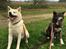 Akita inu Hvalpe