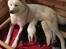 Akita inu Hvalpe