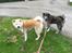Akita inu Hvalpe