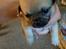 Blanding af racer Mops/pekingeser/chihuahua