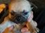 Blanding af racer Mops/pekingeser/chihuahua