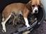 Blanding af racer Frenkle.. blanding mellem beagle og franks bulldog