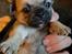 Blanding af racer Mops/pekingeser/chihuahua