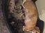 Blanding af racer Frenkle.. blanding mellem beagle og franks bulldog
