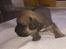 Blanding af racer Frenkle.. blanding mellem beagle og franks bulldog