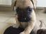 Blanding af racer Frenkle.. blanding mellem beagle og franks bulldog
