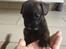 Blanding af racer Frenkle.. blanding mellem beagle og franks bulldog