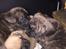 Blanding af racer Frenkle.. blanding mellem beagle og franks bulldog