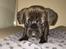 Blanding af racer Frenkle.. blanding mellem beagle og franks bulldog