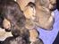 Blanding af racer Frenkle.. blanding mellem beagle og franks bulldog