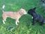 Blanding af racer Frenkle.. blanding mellem beagle og franks bulldog