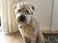 Soft-coated wheaten terrier Marley
