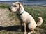 Soft-coated wheaten terrier Marley
