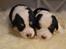 Blanding af racer Corgi/Beagle/Border Collie
