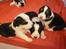 Blanding af racer Corgi/Beagle/Border Collie