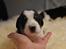 Blanding af racer Corgi/Beagle/Border Collie