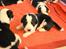 Blanding af racer Corgi/Beagle/Border Collie