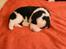 Blanding af racer Corgi/Beagle/Border Collie