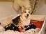 Blanding af racer Corgi/Beagle/Border Collie